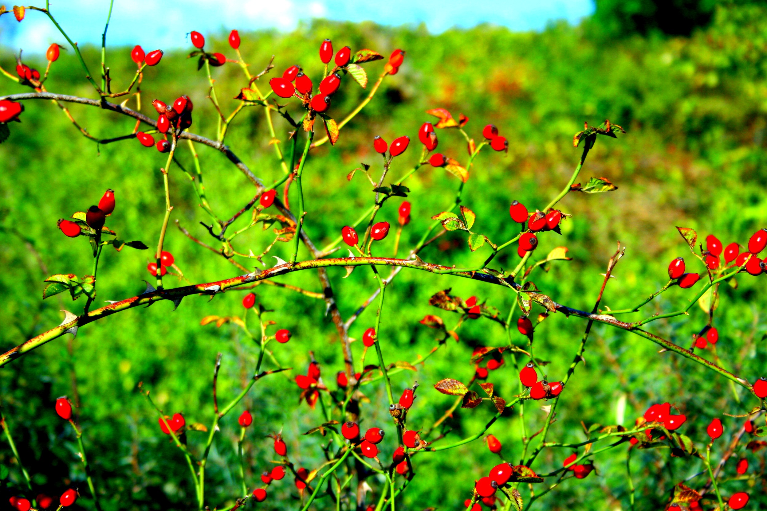 Nature | Christian Colin